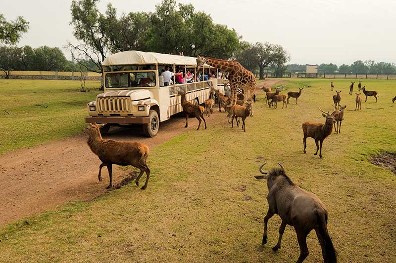 Safari Reino Animal